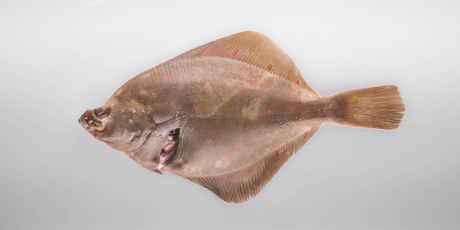 Plaice / Pleuronectes platessa